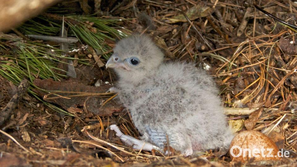Als Küken sind Neuseelandfalken noch flaumig und hell. Bild: Steve Attwood/Forest and Bird/dpa