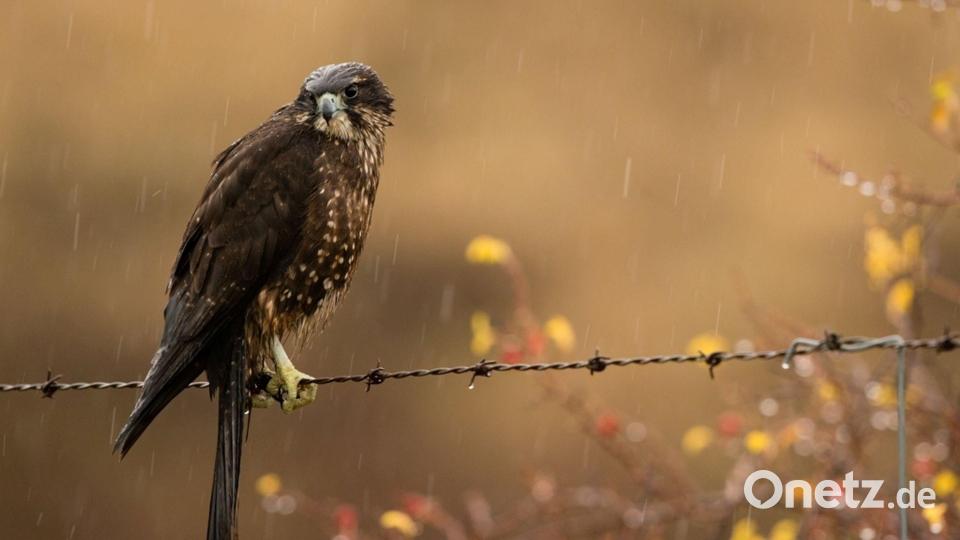 Der Karearea holte sich zum 20. Jubiläum der Abstimmung den ersten Platz. Bild: Craig McKenzie/Forest and Bird/dpa