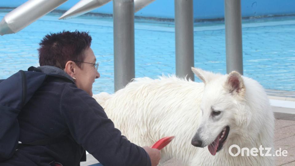 Beim Hundeschwimmen im Erlebnisbad waren auch seltene Rassen wie dieser weiße Schäferhund zu sehen. Bild: Hirsch