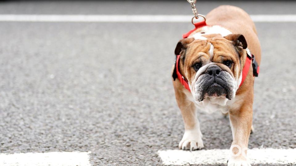 Hamilton trauert um seinen Hund. Bild: Tim Goode/PA Wire/dpa