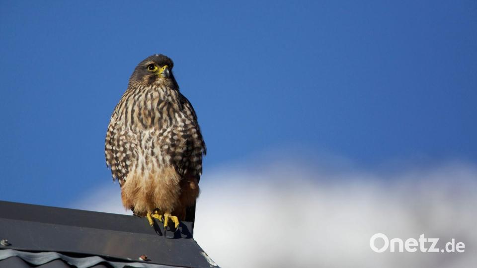 Der Karearea ist Neuseelands einziger Falke. Bild: Luc Hoogenstein/Forest and Bird/dpa