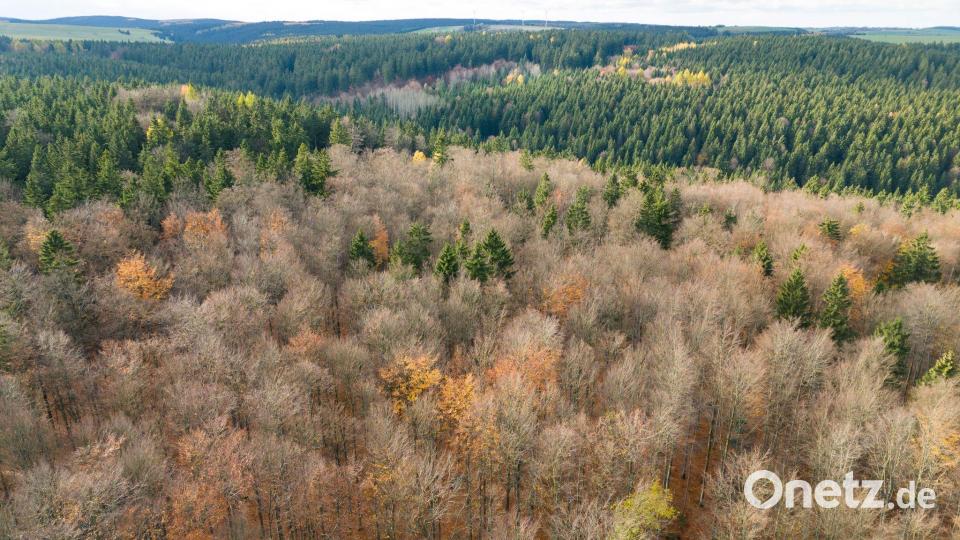 Der deutsche Wald ist zu einer Treibhausgas-Quelle geworden. Das will Bundesumweltminister Carsten Schneider ändern. Bild: Sebastian Kahnert/dpa