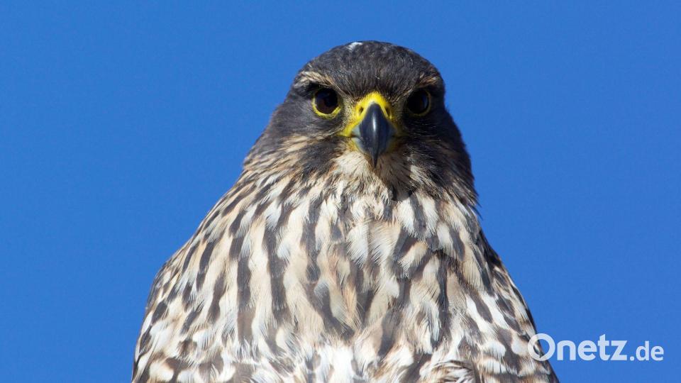 Die mittelgroßen Vögel sind in Neuseeland endemisch und gelten als gefährdet. Bild: Luc Hoogenstein/Forest and Bird/dpa