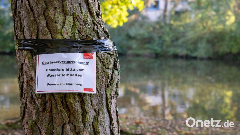 Am Langwassersee in Nürnberg gab es ein rätselhaftes Fischsterben. Bild: Daniel Karmann/dpa