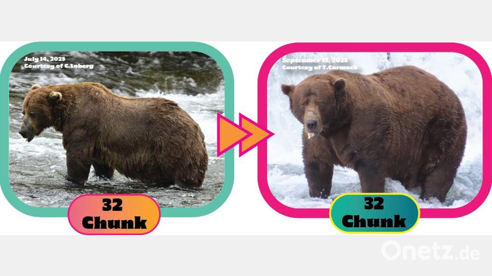 Die Gewichtszunahme über den Sommer hinweg ist dem Lachsfresser deutlich anzusehen. (Handout) Bild: C. Loberg/T. Carmack/Katmai-Nationalpark/dpa