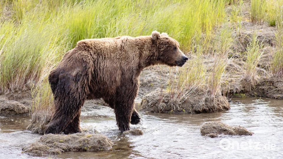 Nach der Winterruhe sind die Braunbären abgemagert. (Handout) Bild: A. Monaco/Katmai Nationalpark/dpa