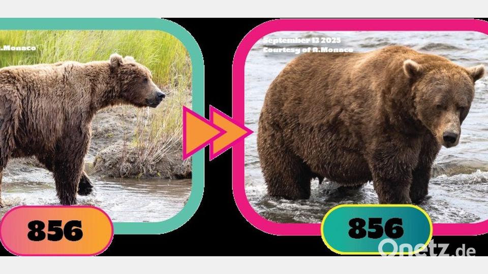 Auch Braunbär Nr. 856 hat ordentlich zugelegt. Bild: A. Monaco/Katmai Nationalpark/dpa