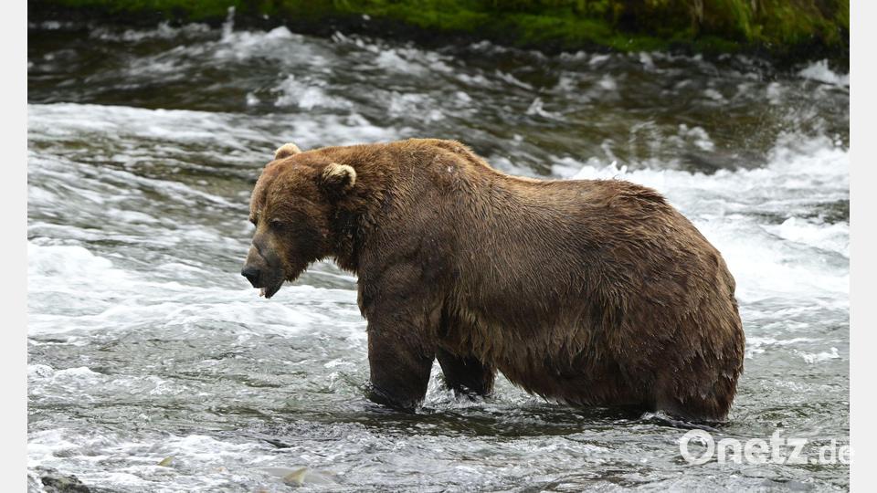 Braunbär 32 „Chunk“ ist im Juli noch deutlich schlanker. (Handout) Bild: Loberg/Katmai Nationalpark/dpa