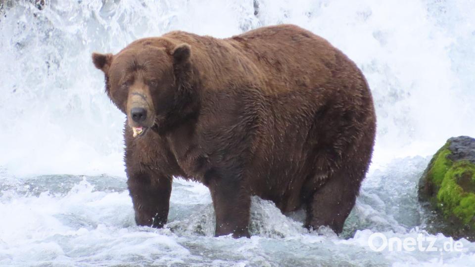 Braunbär 32 mit dem Spitznamen „Chunk“ bringt es im September nach Schätzungen auf über 500 Kilogramm und hat eine auffällige Narbe auf der Schnauze. Bild: T. Carmack/Katmai-Nationalpark/dpa