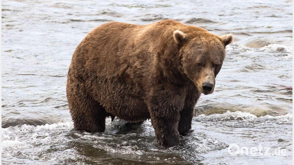 Braunbär Nr. 856 muss sich in der Endrunde mit dem zweiten Platz begnügen. (Handout) Bild: A. Monaco/Katmai Nationalpark/dpa
