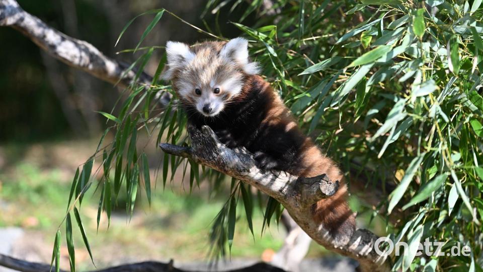 Die Tierart steht auf der Roten Liste der Internationalen Union zur Bewahrung der Natur (IUCN) und gilt als stark gefährdet. Bild: Shireen Broszies/dpa