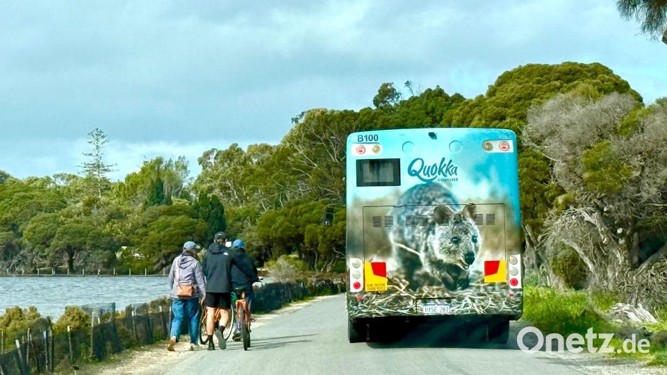 Die meisten Touristen auf Rottnest Island fahren Fahrrad - oder mit dem Quokka-Bus. Bild: Carola Frentzen/dpa