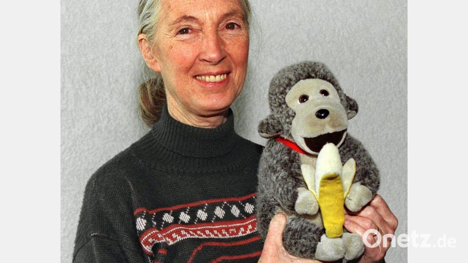 Jane Goodall brachte oft einen Affen mit. (Archivbild) Bild: Volker Dornberger/dpa