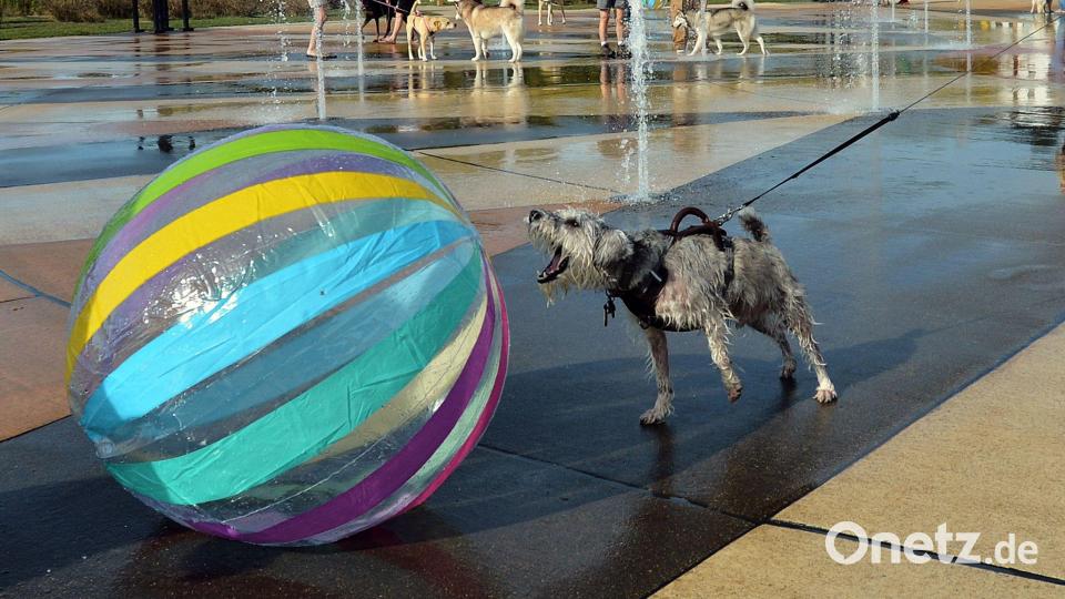 Hund &quot;Seamus&quot; bellt Ball an - Hundetag am Springbrunnen Bild: Don Campbell/The Herald-Palladium/AP/dpa