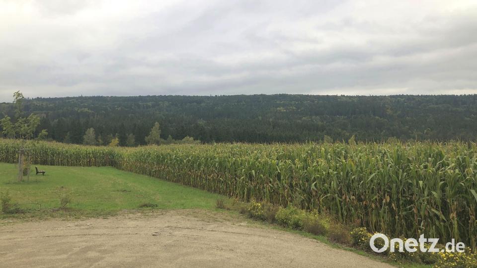 Im Teichelberg könnten einmal Windräder stehen. Die Größe der Fläche ist bei Bürgerinitiative deutlich umstritten. Bild: wro