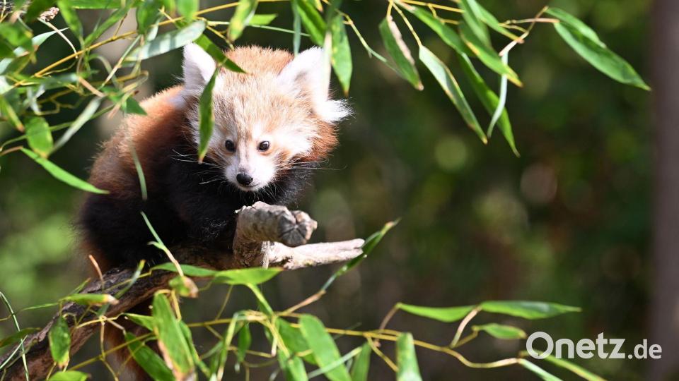 Die Katzenbären sind auch als „Bambusesser“, „Feuerfüchse“ oder „glänzende Katzen“ bekannt. Bild: Shireen Broszies/dpa
