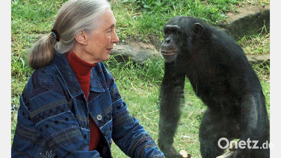Die britische Ethnologin Jane Goodall traf sich mit Schimpansen im Taronga Zoo. (Archivbild) Bild: Dean Lewis/AAP/dpa