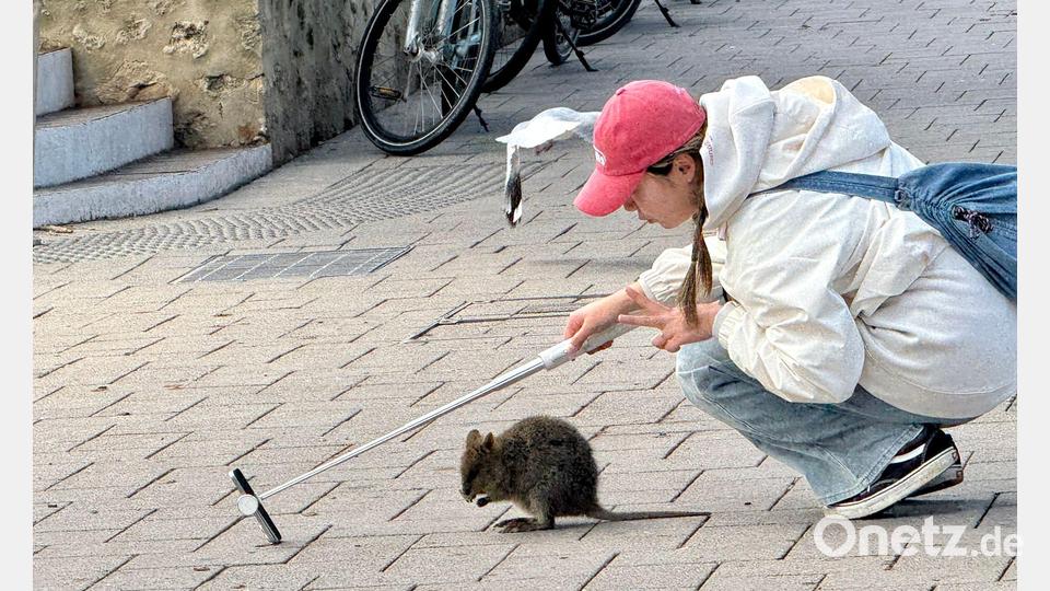 Ein Quokka-Selfie ist heiß begehrt, aber Touristen sollten dabei den nötigen Abstand halten. Bild: Carola Frentzen/dpa