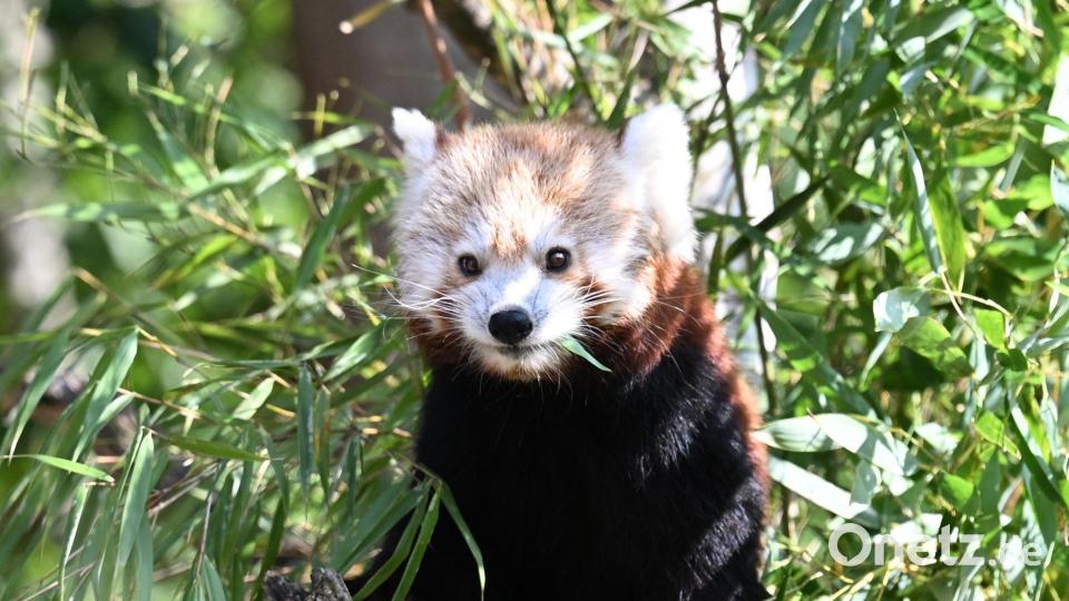 Die Kleinen Pandas fressen gerne Bambus. Bild: Shireen Broszies/dpa
