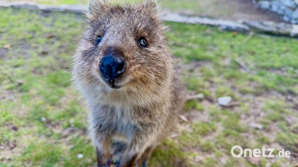 Mit ihrer süßen Mimik sind Quokkas zu Internet-Stars geworden. Bild: Carola Frentzen/dpa