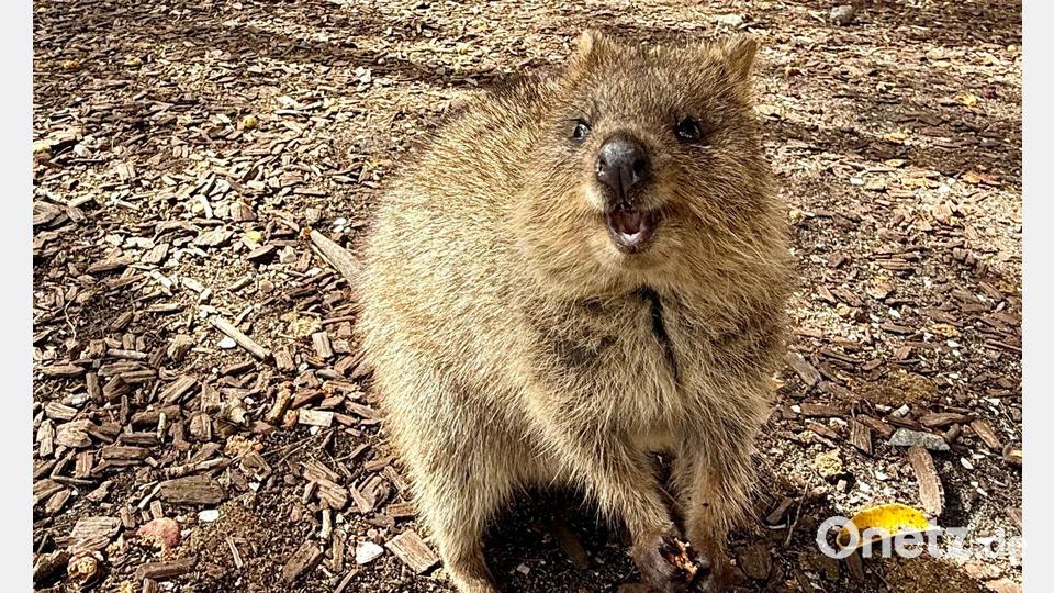 Die Tiere aus der Familie der Kängurus hüpfen auf Rottnest Island überall herum. Bild: Carola Frentzen/dpa