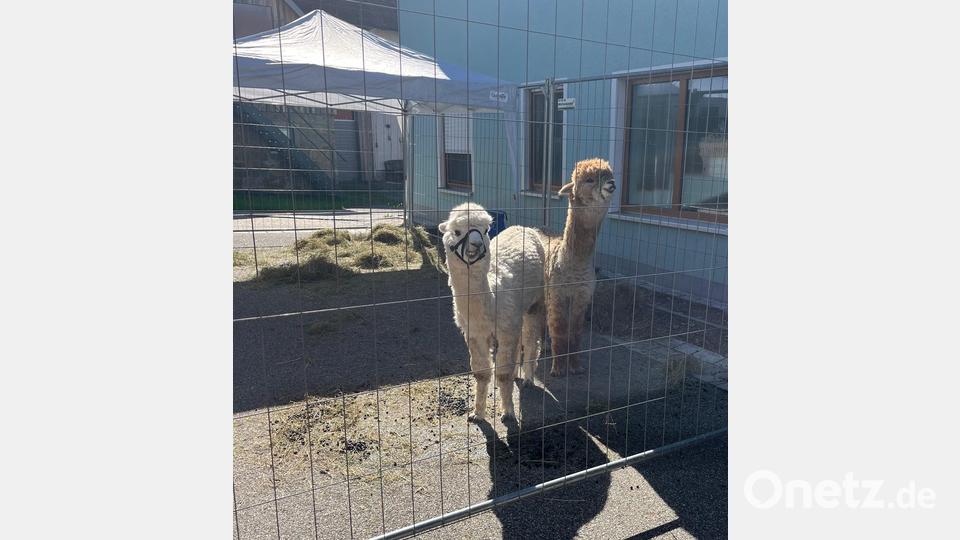 Die Alpakas der Familie Sommer waren vor allem für Kiinder ein Anziehungspunkt Bild: sgs