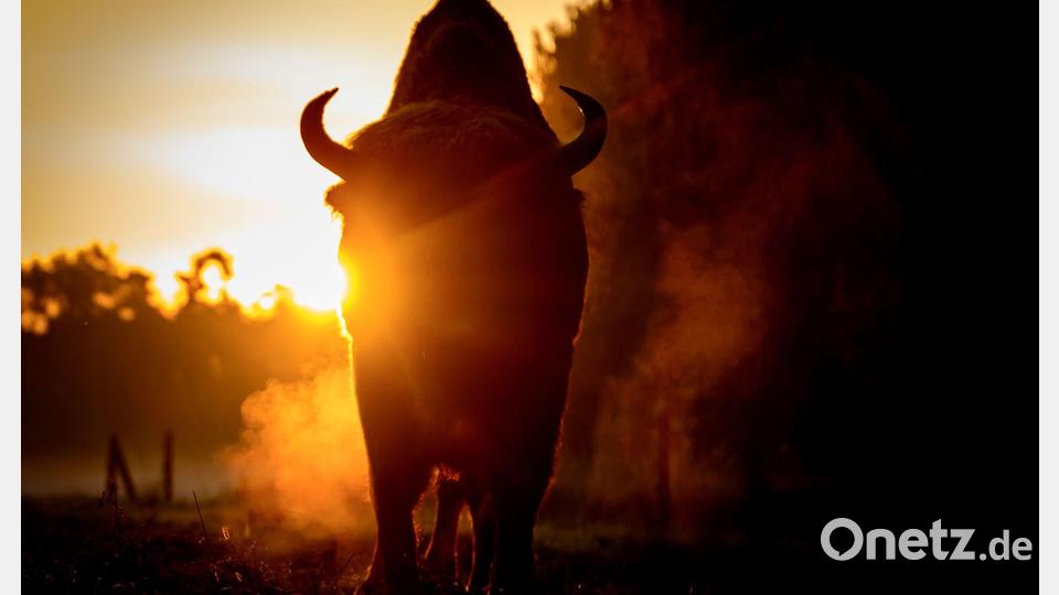 Brandenburg: Morgenstimmung mit Wisent im Wildpark Schorfheide. Bild: Patrick Pleul/dpa