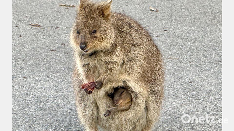 Gerade sind die Jungtiere geboren und lugen aus dem Beutel der Mutter hervor. Bild: Carola Frentzen/dpa