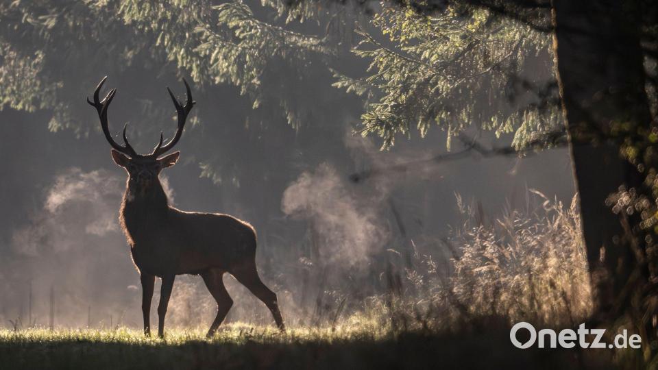 Brunftzeit in Hessen: Hirsch taucht mystisch im Morgennebel auf Bild: Boris Roessler/dpa