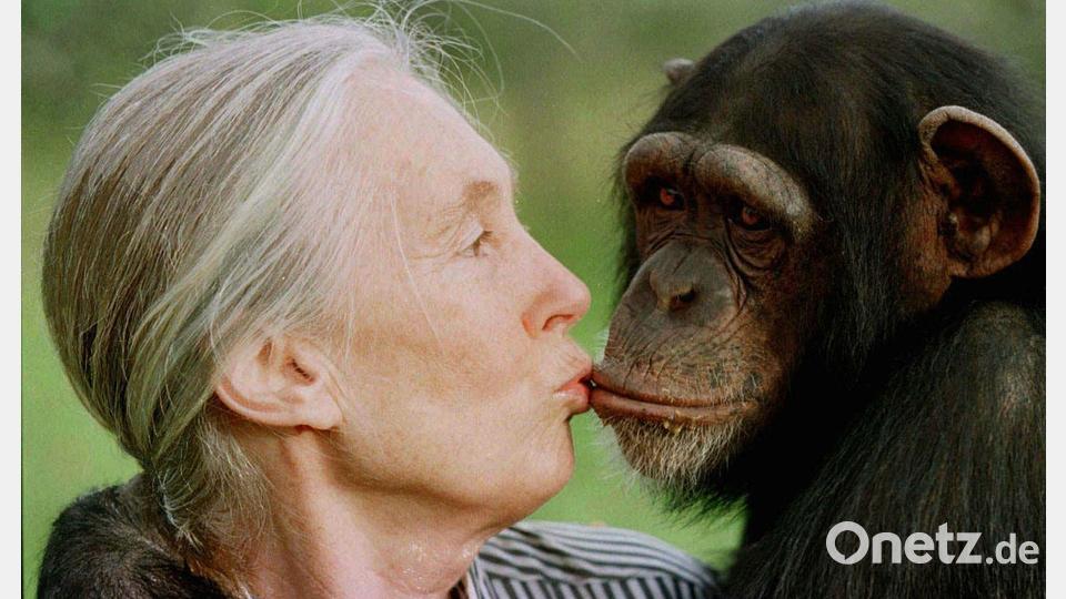 Goodall revolutionierte die Erforschung von Primaten. (Archivbild) Bild: JEAN-MARC BOUJU/AP/dpa