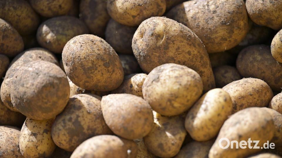 Die Anbaufläche für Kartoffeln ist in Bayern gestiegen. (Archivbild) Bild: Malin Wunderlich/dpa