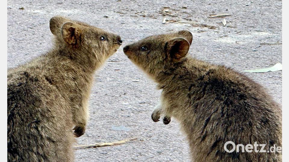 Quokkas sind gesellige Tiere und leben oft in Familiengruppen. Bild: Carola Frentzen/dpa