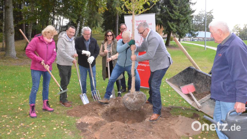 Viele Hände halfen beim Pflanzen der Baumhasel. Bild: Kunz
