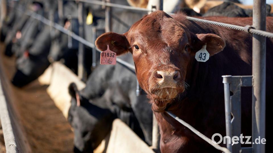 Die weltweite Nahrungsmittelproduktion verursacht dem Bericht zufolge rund 30 Prozent der globalen Treibhausgasemissionen. (Archivbild) Bild: Nati Harnik/AP/dpa