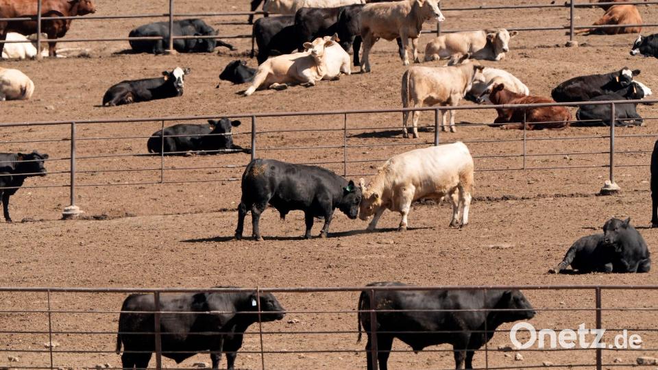 Selbst bei einer globalen Energiewende weg von fossilen Brennstoffen würden allein die Ernährungssysteme dazu führen, dass die Erderwärmung nicht auf 1,5 Grad begrenzt werden kann, heißt es im Bericht. (Archivbild) Bild: Charlie Riedel/AP/dpa