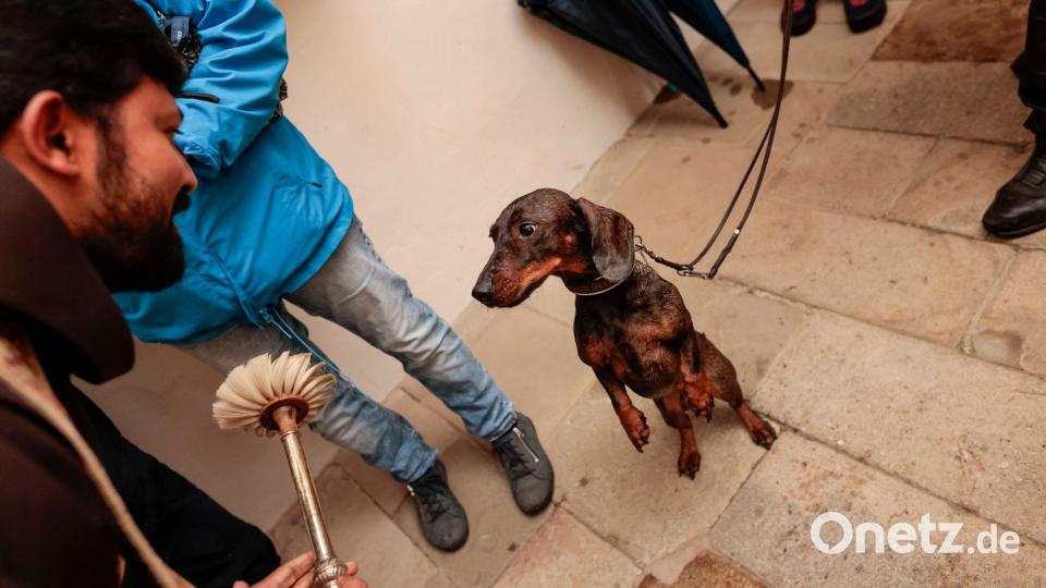 Hund &amp; Herrchen gesegnet – Feier zum Welttierschutztag im Dom in Osnabrück Bild: David Ebener/dpa