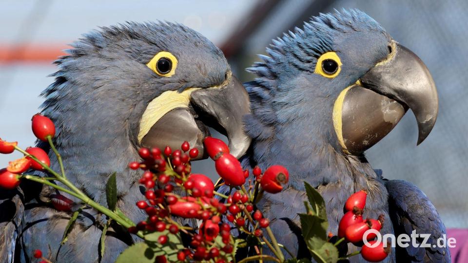 Vogelpark Marlow freut sich über Ara-Nachwuchs Bild: Bernd Wüstneck/dpa