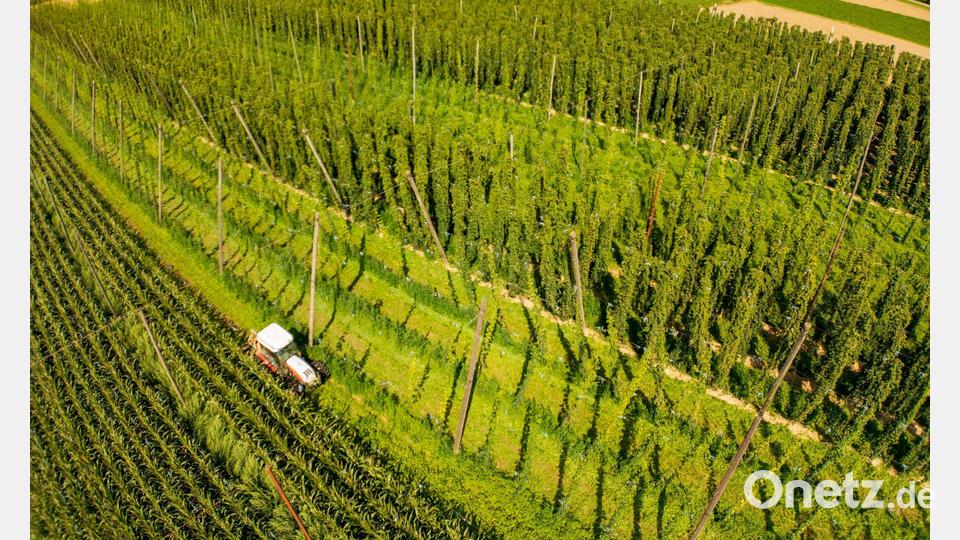 In der Hallertau wächst ein Großteil des in Deutschland angebauten Hopfens. (Archivbild) Bild: Peter Kneffel/dpa