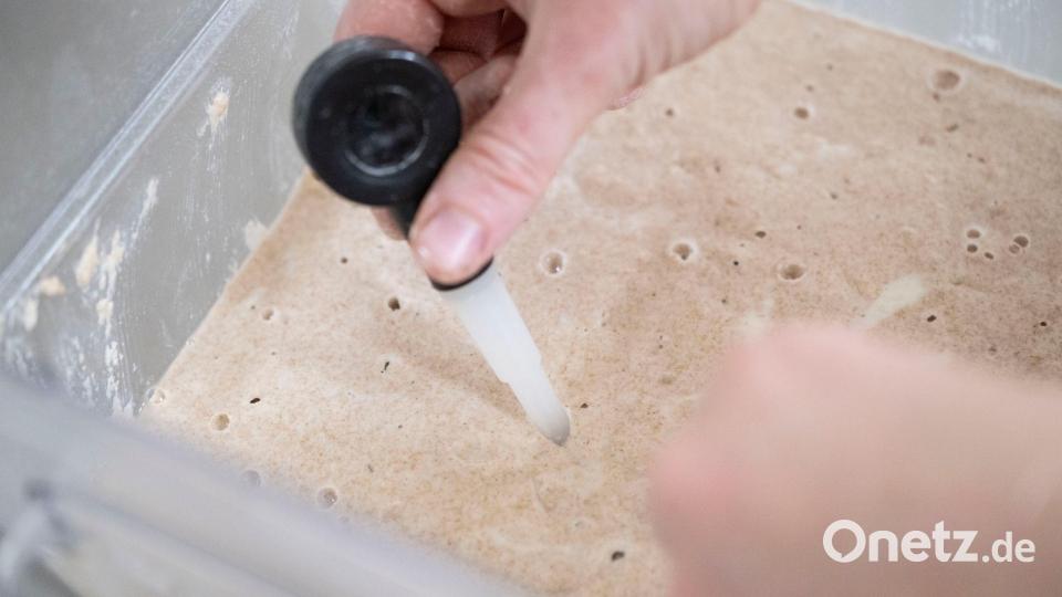 Der Ansatz muss immer wieder gefüttert werden. Bild: Marijan Murat/dpa