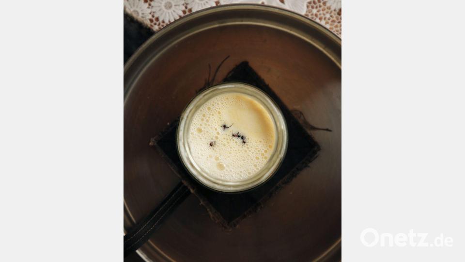 Joghurt-Rezept einmal anders: Man nehme vier Ameisen... Bild: David Zilber/dpa