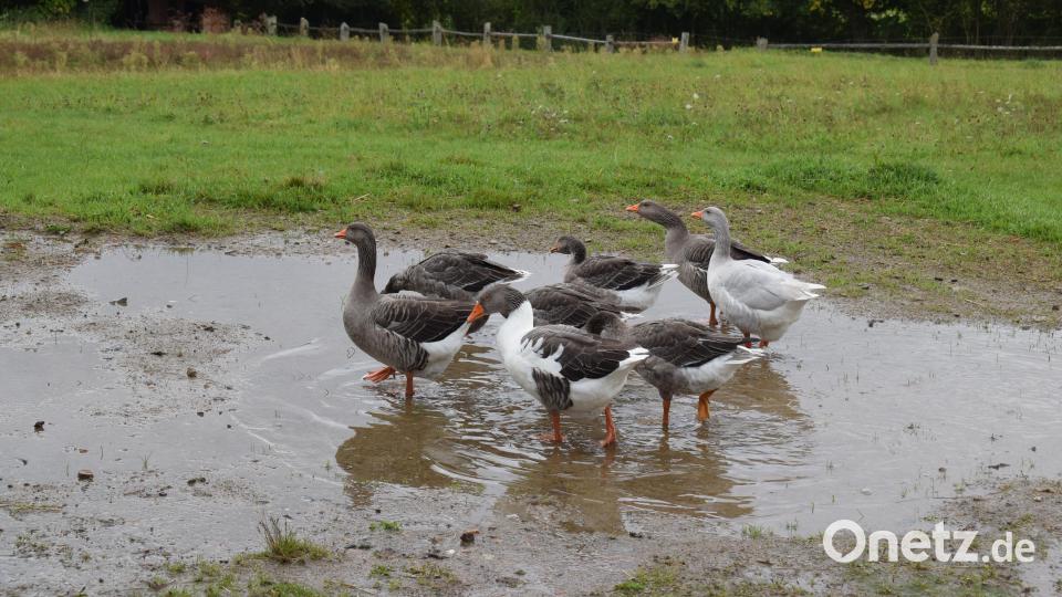 Die Bayerische Landgans gehört zu den stark gefährdeten Rasen. Im Freilandmuseum Oberpfalz fühlt sie sich pudelwohl. Bild: bnr