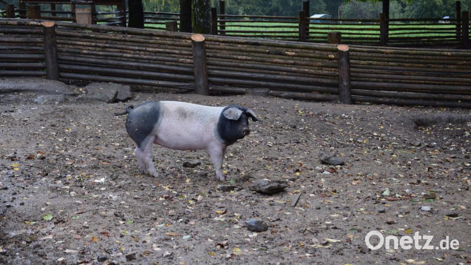 Das Schwäbisch Hällische Hausschwein ist in seinem Fortbestand stark gefährdet. Wegen des Regens blieb der Nachwuchs von sechs jungen Ferkel lieber im gemütlichen Stall. Bild: bnr