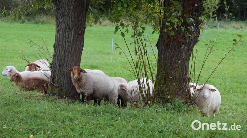 Unter einem Baum suchen die Coburger Fuchsschafe etwas Schutz vor dem Regen. Bild: bnr