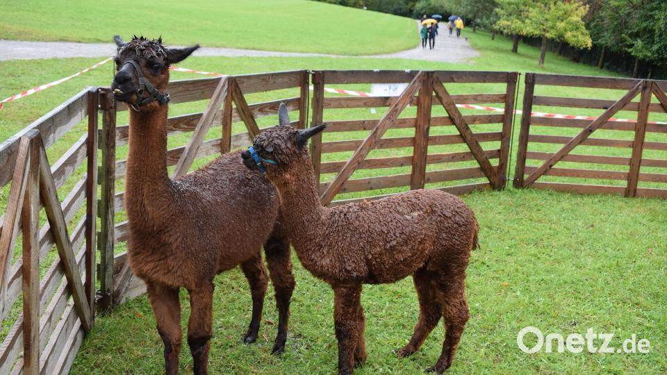 Auch Alpakas vom Ferienhof &quot;Vierbruckmühle&quot; haben sich auf das Museumsgelände verirrt. Bild: bnr