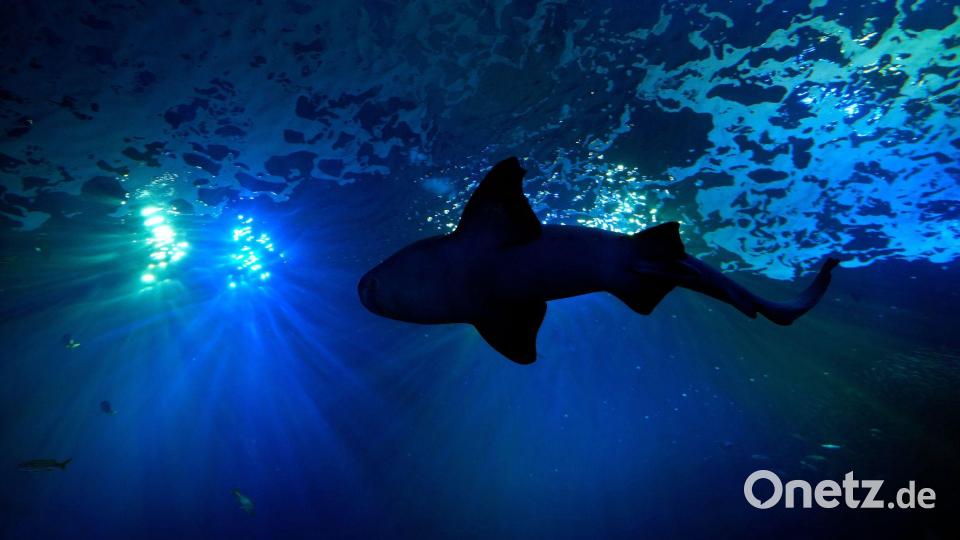 Viel Platz für große Fische: Ein Hai schwimmt in einem 400.000-Liter-Becken im Mote Science Education Aquarium im kalifornischen Sarasota. Bild: Chris O'Meara/AP/dpa