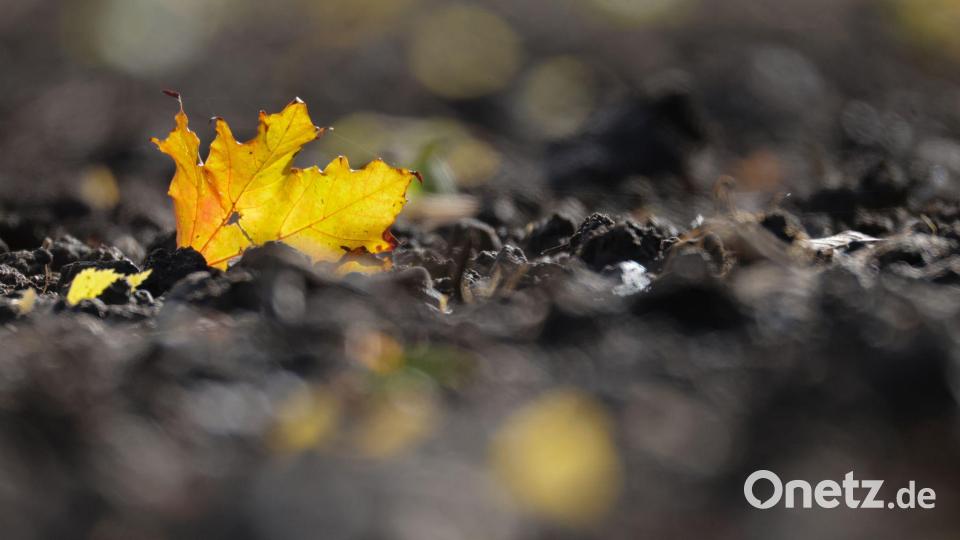 Jetzt kommt die goldene Herbsteszeit: Ein verfärbtes Blatt liegt auf einem Acker in Baden-Württemberg. Bild: Thomas Warnack/dpa