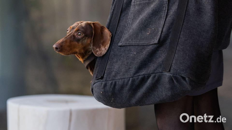 Die Haltung eines Hundes geht ins Geld. (Symbolbild) Bild: Rolf Vennenbernd/dpa