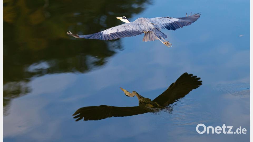 Gespiegelt: Ein Reiher fliegt am Neckarufer und spiegelt sich im Wasser. Bild: Uwe Anspach/dpa
