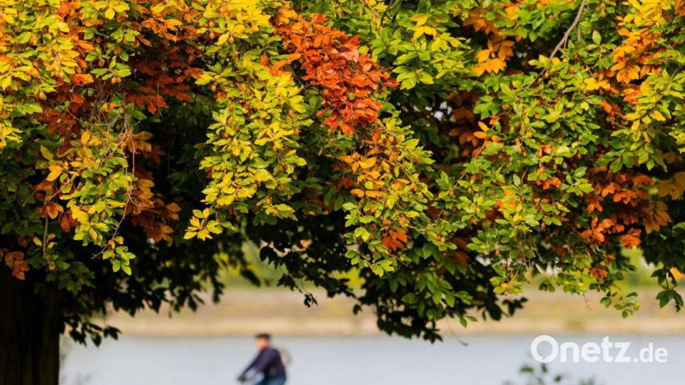 Herbsttag: Ein Radfahrer fährt in Köln hinter bunt verfärbten Blättern am Rheinufer entlang. Bild: Rolf Vennenbernd/dpa