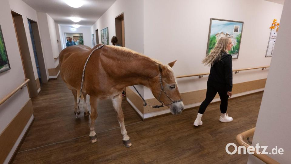 Besitzerin Plaßmeier trainiert mit ihrem Pferd für die Besonderheiten im Pflegeheim. Bild: Boris Roessler/dpa